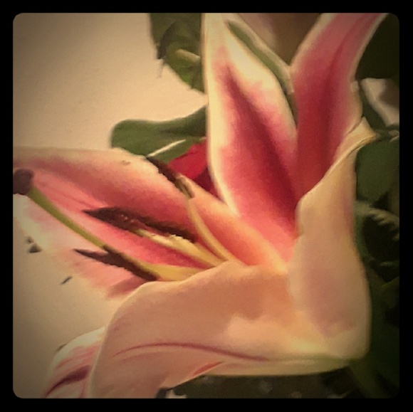 Meet your Posher, Rosa - Picture 1 of 3